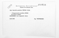 Naeviella paradoxa image